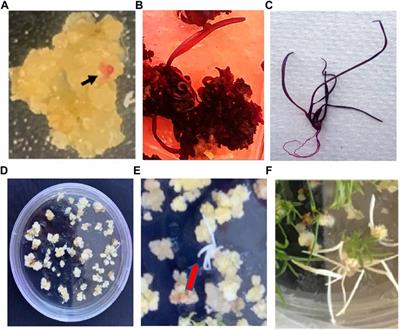 Agrobacterium- and a single Cas9-sgRNA transcript system-mediated high efficiency gene editing in perennial ryegrass